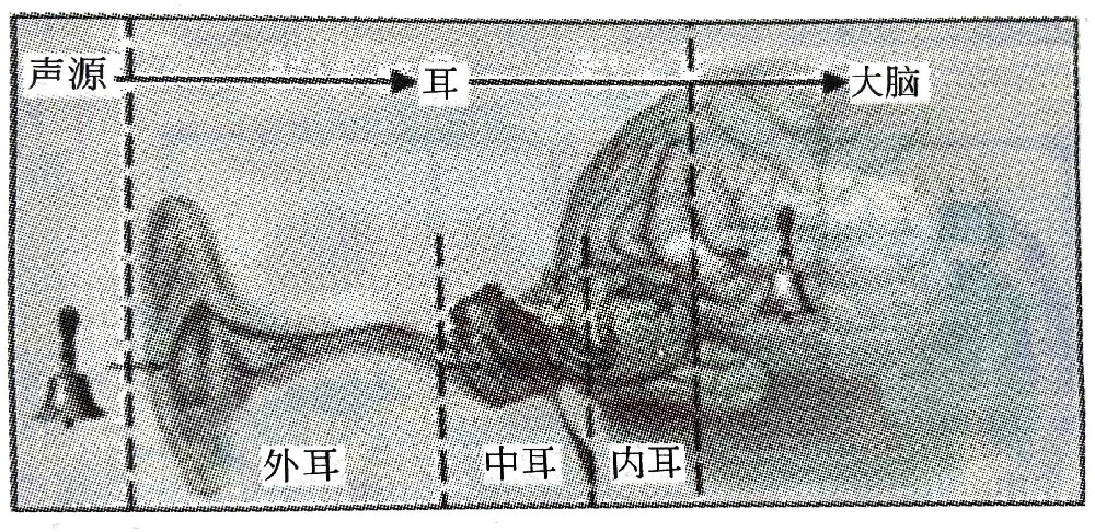 聽覺系統(tǒng)的構(gòu)造與功能—?聽覺的產(chǎn)生