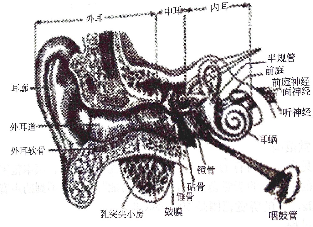 聽覺系統(tǒng)的構(gòu)造與功能—?耳的構(gòu)造（一）