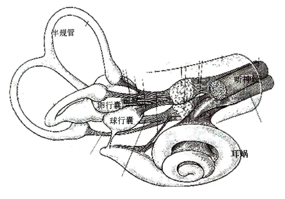 聽覺系統(tǒng)的構(gòu)造與功能—?耳的構(gòu)造（二）